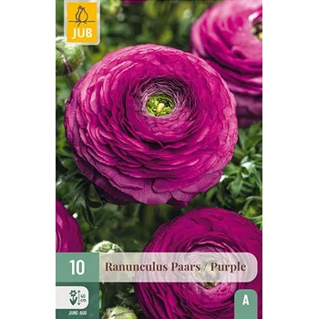 Zahradní nábytek Pryskyřník Ranunculus PURPLE (10 cibulí) Ranunculus