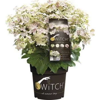 Květináč Hortenzie latnatá FloraSelf Hydranga paniculata 'Switch Ophelia' výška 30-50 cm květináč 3 l