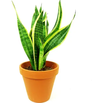 Gardners Sansevieria trifasciata Laurentii, průměr 14 cm Sanseveria, Tchýnin jazyk, Tenura