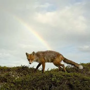 Zahraniční hudba CD Buck Meek: Buck Meek 2019