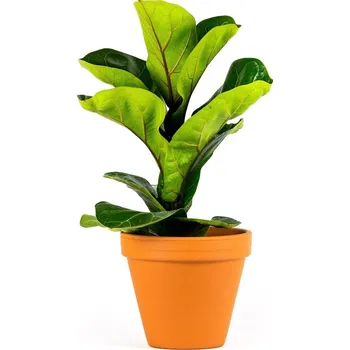 Gardners Ficus lyrata, průměr 12 cm Fíkovník lyrovitý