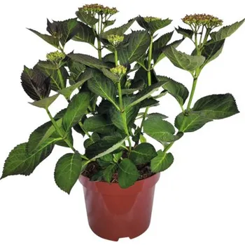 Sazenice Hortenzie velkolistá Hydrangea macrophylla 'Adula Lila' výška 30-40 cm květináč 5 l fialovo-bílá