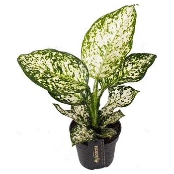 Gardners Aglaonema Ivory Jade, průměr 12 cm Aglaonema, Spící panna