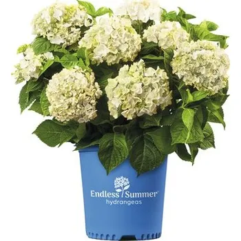 Květináč Hortenzie velkolistá Endless Summer® Hydrangea macrophylla 'The Bride' 20-35 cm květináč 5 l bílá
