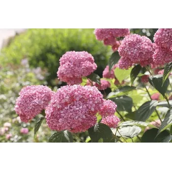 Květináč Hortenzie velkolistá FloraSelf Hydrangea arborescens 'Pink Annabelle' výška 15-30 cm květináč 3 l růžová