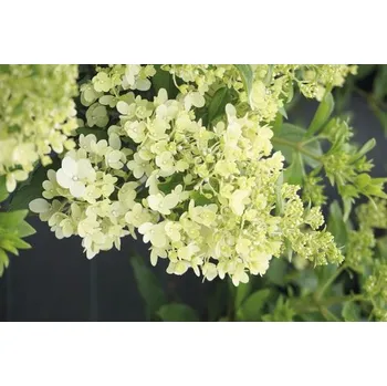 Květináč Hortenzie latnatá FloraSelf Hydrangea paniculata 'Magical Matterhorn' výška 50-60 cm květináč 6 l