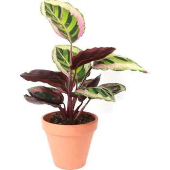 Gardners Calathea Rosepicta Angela, průměr 12 cm Rostlina