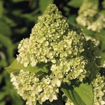 Květináč Hortenzie latnatá FloraSelf Hydrangea paniculata 'Kilimanjaro' výška 50-60 cm květináč 6 l