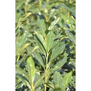 Květináč Bobkovišeň lékařská Elly FloraSelf Prunus laurocerasus 'Elly'® 60-80 cm click-květináč