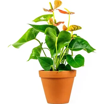 Gardners Anthurium andraeanum oranžová, průměr 12 cm Anturie, Toulitka, Prasečí ocásek