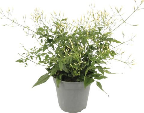 Jasmín mnohokvětý FloraSelf Jasminum polyanthum květináč Ø 12 cm