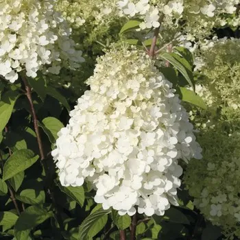 Květináč Hortenzie latnatá FloraSelf Hydrangea paniculata 'Bobo'® 50-60 cm květináč 6 l