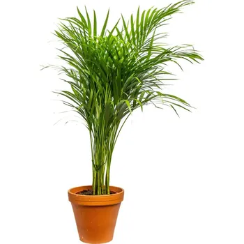 Gardners Dypsis Lutescens (areca), průměr 21 cm Palma areková