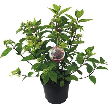 Květináč Hortenzie latnatá Hydrangea paniculata 'Wim's Red' výška 40-50 cm květináč 7,5 l