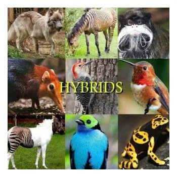 Kniha Hybrids (Naira R Matevosyan)(Brožovaná)