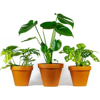 Gardners Set rostlin Trio Monstera Monstera