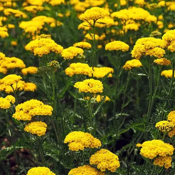 Sazenice levandule-online.cz Achillea filipendulina ‘Cloth of Gold‘ - Řebříček tužebníkovitý