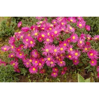 Sazenice levandule-online.cz Aster dumosus - Hvězdnice keříčkovitá " Island Tonga "