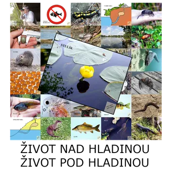 Výuková hračka POD HLADINOU 32 PVC fotografií B5 s magnetem