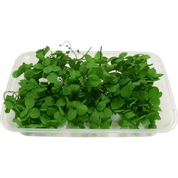 umělá květina HORTENZIE ZELENÁ 5g Sušené Květiny pro Floristiku, Dekorace Svíček, Mýdel a DIY