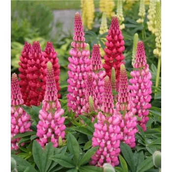 Vlčí bob (Lupinus Polyphyllus)-růžová - 3011R