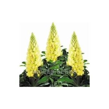 Vlčí bob (Lupinus Polyphyllus)-žlutá - 3011Z