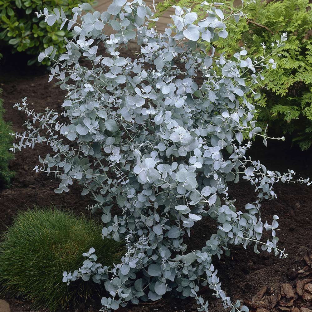 levandule-online.cz Eucalyptus Gunni - Blahovičník Gunnův květináč 18 cm