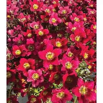 Sazenice levandule-online.cz Saxifraga × arendsii ‚Alpino Early Carnival‘ – Lomikámen