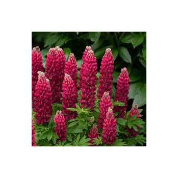 Vlčí bob (Lupinus Polyphyllus)-červená - 3011C