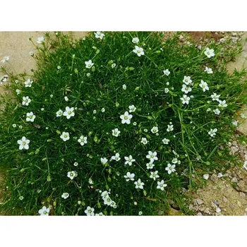 levandule-online.cz Sagina subulata - Úrazník šídlovitý, irský mech