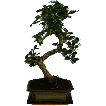 Sazenice Pokojová bonsaj Carmona microphylla - čaj fuki 351