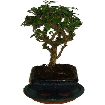 Sazenice Pokojová bonsaj Carmona microphylla - čaj fuki 336