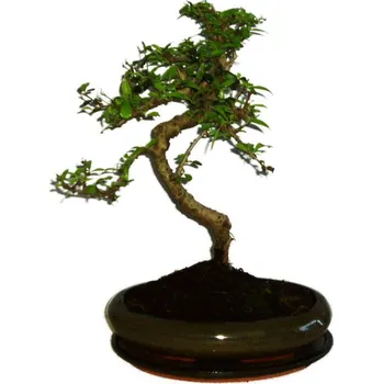 Sazenice Pokojová bonsaj Carmona microphylla - čaj fuki 355