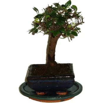 Sazenice Zelkova 328 - pokojové bonsaje