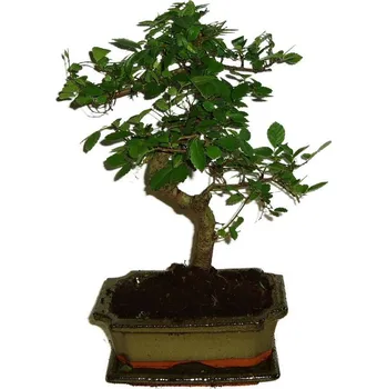 Sazenice Zelkova 345 - pokojové bonsaje