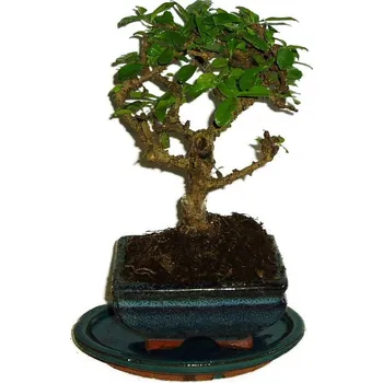 Sazenice Pokojová bonsaj Carmona microphylla - čaj fuki 335