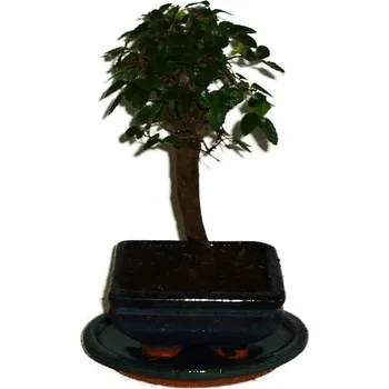 Sazenice Zelkova 327 - pokojové bonsaje