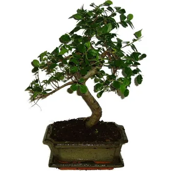 Sazenice Zelkova 346 - pokojové bonsaje