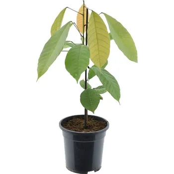 Sazenice Cacao theobrama - kakaovník pravý 2.jakost