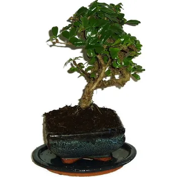 Sazenice Pokojová bonsaj Carmona microphylla - čaj fuki 334