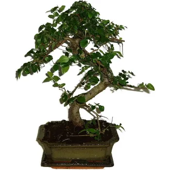 Sazenice Zelkova 347 - pokojové bonsaje