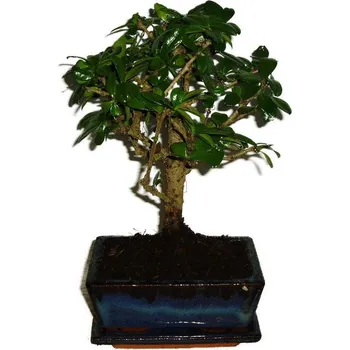 Sazenice Pokojová bonsaj Carmona microphylla - čaj fuki 298