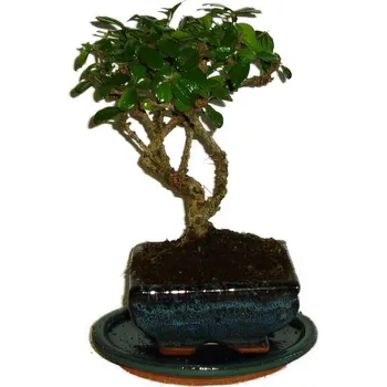 Sazenice Pokojová bonsaj Carmona microphylla - čaj fuki 333