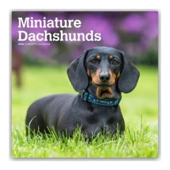 Diář Miniature Dachshunds - Zwergdackel 2026 - 16-Monatskalender (EN)