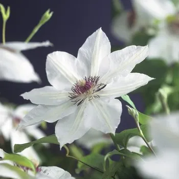 Květináč Plamének velkokvětý FloraSelf Clematis hybrid 'Miss Bateman' 50-70 cm květináč 2,3 l
