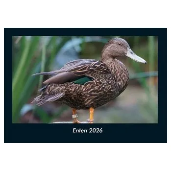 Příroda Enten 2026 Fotokalender DIN A4 - Becker, Tobias