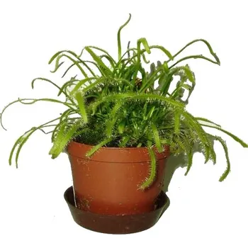 Sazenice Masožravá rostlina masožravka Rosnatka