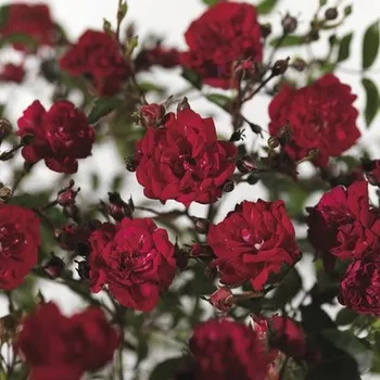 Květináč Růže půdopokryvná FloraSelf Rosa 'Fairy Queen' 10-30 cm květináč 3 l