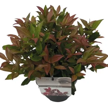 Květináč Leukothoe FloraSelf Leucothoe 'Scarletta' květináč 2 l