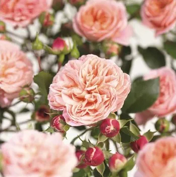 Květináč Růže popínavá COURTYARD® FloraSelf Rosa Pirouette® výška 100-120 cm květináč 5 l